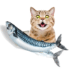 Vibrating Fish Toy