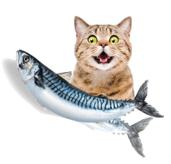 Vibrating Fish Toy